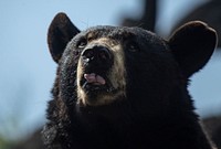 American black bear. Original public domain image from Flickr