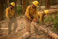 Scorpions Crew bucking downed logs while prepping along Hwy 41 for a burn operation; Ferguson Fire, Sierra NF, CA, 2018. Original public domain image from Flickr