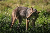 Coyote. Original public domain image from Flickr