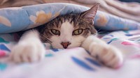 Cute cat peeking out from under a blanket. Original public domain image from Flickr