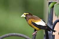 Evening Grosbeak. Gallatin County. June 2018. Original public domain image from Flickr