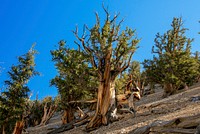 The world's oldest trees, Bristlecone Pines, in the Inyo National Forest, California. The trees range from 4,000 to 5,000 years old. Original public domain image from Flickr