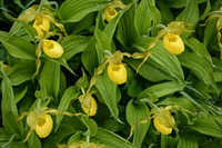 Yellow spring flower background, lady slipper. Original public domain image from Flickr