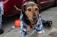 Cute dog in Halloween costume. Original public domain image from Flickr