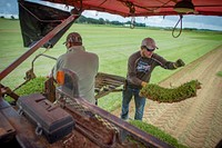 Doug Lipscomb, owner of James Lipscomb and Sons (not pictured) participated in USDA FSA NAP program for their sod operation since 2011.