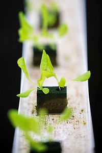 The hydroculturely-grown butterhead lettuce grown in the Sirmon Farms greenhouse, which regulates the oxygen and nutrients to the plants, grows 20-30 percent faster than in their fields.