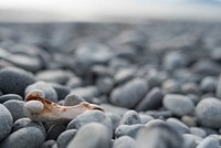 Bone on pebbles. Original public domain image from Flickr