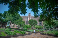 New York City Housing Authority gardens in Brooklyn, New York.USDA Photo by Preston Keres. Original public domain image from Flickr