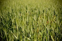 Mitch Auer, farmer near Broadview, Mont., grows wheat under a no-till system and includes alfalfa in his crop rotation. Yellowstone County, Montana. June 2017. Original public domain image from Flickr