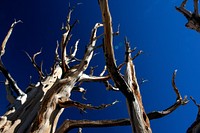 The world's oldest trees, Bristlecone Pines, in the Inyo National Forest, California. The trees range from 4,000 to 5,000 years old. Original public domain image from Flickr