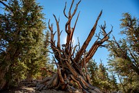 The world's oldest trees, Bristlecone Pines, in the Inyo National Forest, California. The trees range from 4,000 to 5,000 years old. Original public domain image from Flickr