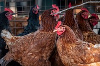 Chicken photo, poultry farm background. Original public domain image from Flickr