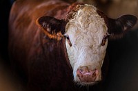 Cow close up, agriculture photo. Original public domain image from Flickr