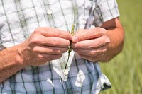 Mitch Auer, farmer near Broadview, Mont., grows wheat under a no-till system and includes alfalfa in his crop rotation. Yellowstone County, Montana. June 2017.. Original public domain image from Flickr