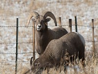Bighorn Sheep in the U.S. Department of Agriculture (USDA) Forest Service (FS) Apache-Sitgreaves National Forests, five miles north of Greer, AZ on Dec 7, 2018.