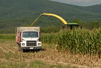 Corn is harvested on a farm in Augusta County, Virginia on September 7, 2008. USDA photo by Bob Nichols. Original public domain image from Flickr