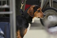 U.S. Department of Agriculture (USDA) Secretary Sonny Perdue observes USDA Animal and Plant Health Inspection Service (APHIS) Plant Protection and Quarantine program (PPQ) National Detector Dog Training Center (NDDTC) Training Specialist Kathleen Warfield and Detector Dog Trainee Buddy demonstrate their ability to detect fruit in a mock airport baggage claim area, in Newnan, Georgia on April 5, 2019.