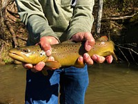 Brown Trout caught on Driftless Area National Wildlife RefugePhoto by Brandon Jones/USFWS. Original public domain image from Flickr