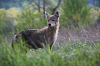 Coyote in Cades Cove. Original public domain image from Flickr