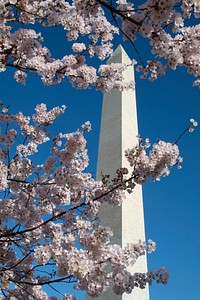 Cherry blossoms near the Tidal Basin and the U.S. Department of Agriculture (USDA) headquarters and Forest Service (FS) Yates Building in Washington, D.C., on April 1, 2019. USDA Photo by Lance Cheung. Original public domain image from Flickr