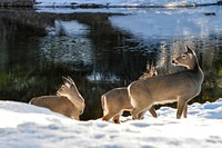 Whitetail Deer near McDonald Creek. Original public domain image from Flickr