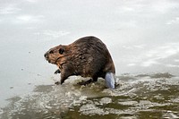 Beaver in McDonald Creek. Original public domain image from Flickr