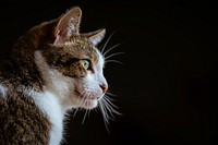 Side view of bicolor cat's face. Original public domain image from Flickr