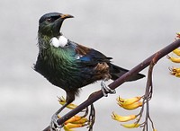 Bird perching on tree branch. Original public domain image from Flickr