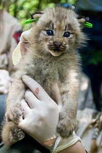 Canada Lynx kitten