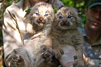 Two Canada Lynx kittens. Original public domain image from Flickr