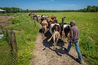 Chase Miller leads the milk herd to the barn for their afternoon milking on Nice Farms Creamery (@nicefarmscreamery), a 201-acre dairy farm that has 120 acres of permanent pasture, 60 acres of woods, and 20 acres of buildings, barns, and houses in Federalsburg, Maryland.