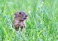 Ground squirrel in green grass. Original public domain image from Flickr