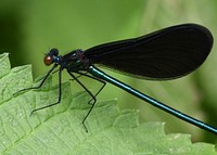 Ebony Jewelwing Damselfly on green leaf. Original public domain image from Flickr