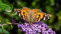 Morecambe Butterflies. Original public domain image from Flickr