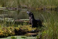 Northern River Otter (Lontra canadensis). Original public domain image from Flickr