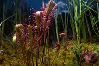 Long-Leaved Sundew (Drosera anglica). Original public domain image from <a href="https://www.flickr.com/photos/glaciernps/48490235672/" target="_blank" rel="noopener noreferrer nofollow">Flickr</a>