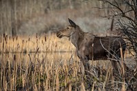 A young moose (Alces americanus). Original public domain image from Flickr