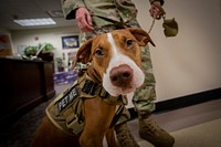 U.S. Army Capt. Melissa Parmenter and therapy dog Ace walk through the New Jersey National Guard’s Joint Force Headquarters to meet with Soldiers and Airmen on Joint Base McGuire-Dix-Lakehurst, N.J., Aug. 12, 2019.