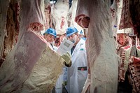 U.S. Department of Agriculture Supervisory Agricultural Commodity Graders (Meat) correlate on beef at their annual national beef correlation event, August 13, 2019.USDA Photo by Preston Keres. Original public domain image from Flickr