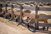 U.S. Department of Agriculture Market Reporters Heath Dewey (cowboy hat) and Chris Dias (baseball cap) practice grading sheep and cattle at a feedlot in Colorado, August 12, 2019.USDA Photo by Preston Keres. Original public domain image from Flickr