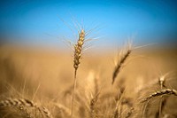 U.S. Department of Agriculture Market Reporter Heath Dewey takes a closer look at a wheat field outside of Eaton, Colorado, August 12, 2019.USDA Photo by Preston Keres. Original public domain image from Flickr