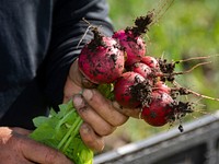 Freshly picked organic radishes are one of the many vegetables being grown at Harlequin Produce. The NRCS has worked with this farm to improve soil health and productivity. Photo taken June 10, 2019 in Arlee, Montana located in Lake County. Original public domain image from Flickr