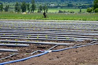 Brian Wirek, co-owner of Harlequin Produce, a 15 acre organic farm, rides his bicycle to this field where irrigation hoses control the flow of water to these vegetables.