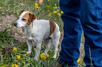 This old dog knows every corner of the 9,200 acre Huntley Ranch. Photo taken June 11, 2019 at the Big Hole River in Montana located in Beaverhead County. Original public domain image from Flickr