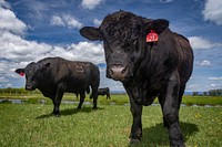 Through the partnership with the NRCS, the Huntley Ranch has developed a conservation plan to manage water sources for their cattle. Photo taken June 11, 2019 at the Big Hole River in Montana located in Beaverhead County. Original public domain image from Flickr