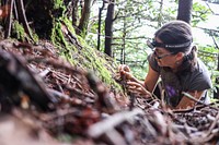 Sue Cameron searches moss mats for the spruce-fir moss spider. Original public domain image from Flickr