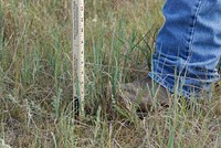 Grazing sticks provide grazing guidelines and conversion formulas to give pasture managers a simple way to measure pasture yield, determine how to allocate that pasture to livestock, and track changes in forage growth over time.