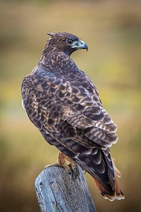 A red-tailed hawk is seen near Little Sheep Creek, Dillon Ranger District of Beaverhead-Deerlodge National Forest Montana, September 11, 2019.USDA Photo by Preston Keres. Original public domain image from Flickr