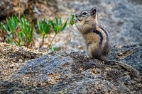 A chipmunk grabs a meal on a trail in Thompson Park in the Butte Ranger District of Beaverhead-Deerlodge National Forest Montana, September 15, 2019.USDA Photo by Preston Keres. Original public domain image from Flickr