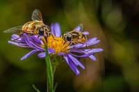 Bees pollinate on wildflower. Original public domain image from Flickr